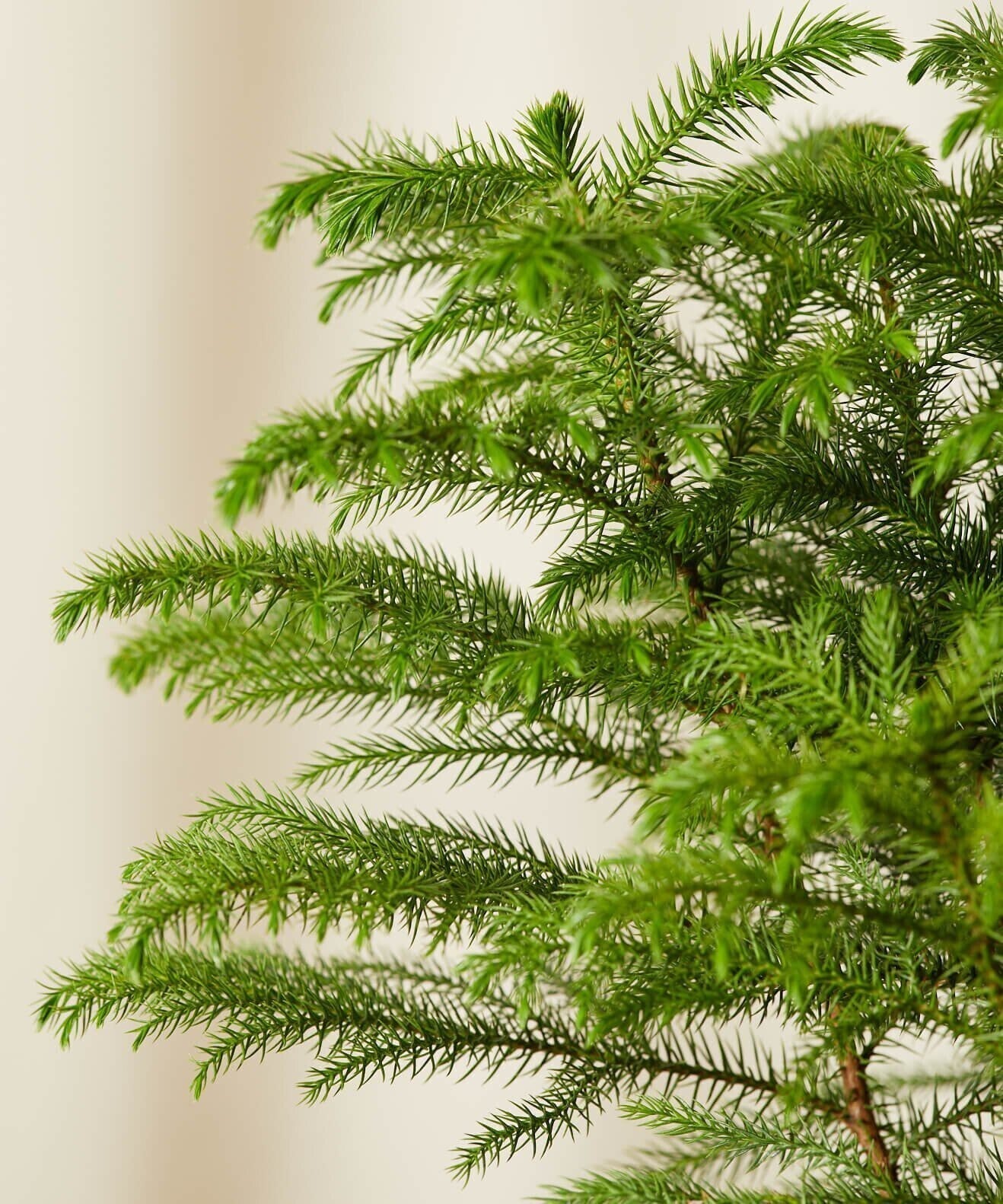 Seeds Christmas Tree Plant (Norfolk Pine Tree)